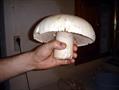 Agaricus campestris